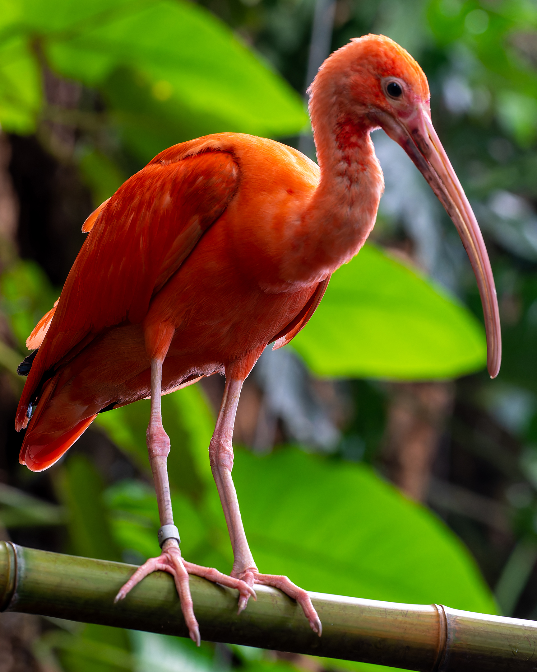 Peach bird at National Zoo